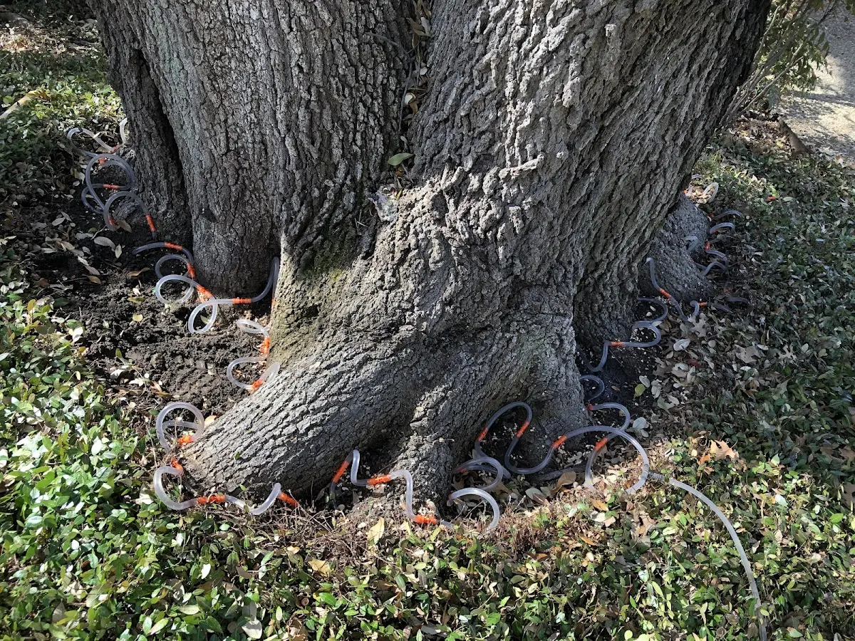 Detailed Shrub and Hedge Trimming job site in Thrall