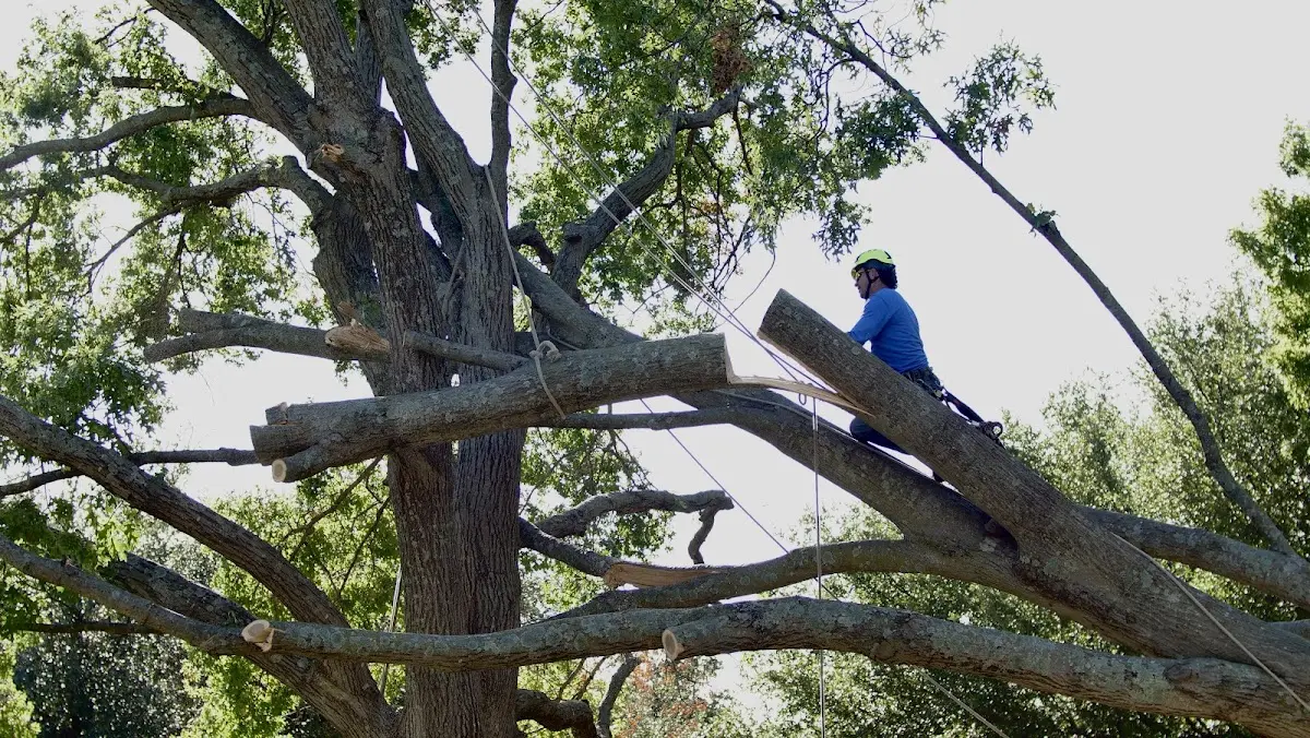 Professional Crown Thinning performed by certified arborists in Thrall