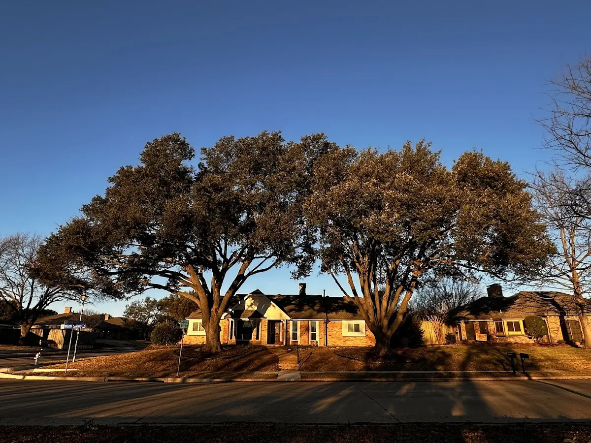 Established residential canopy tree shading a home in Thrall